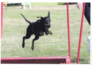Le Manchester Terrier sur un saut en longueur d'agility