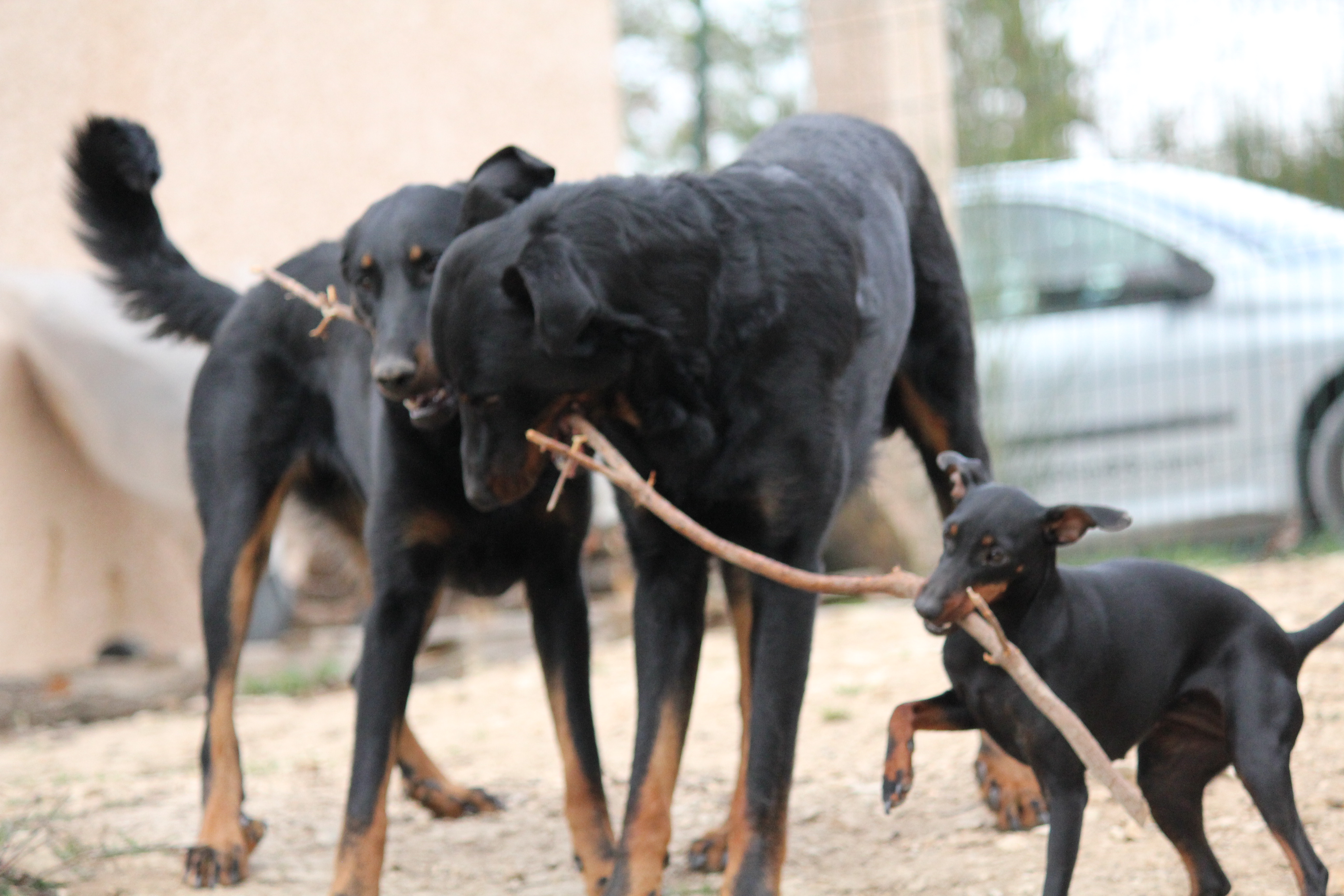 Elevage de Manchester Terrier de Lu0027Elite Noir et Feu